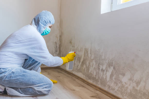 Mold Remediation specialist working in Greenbackville