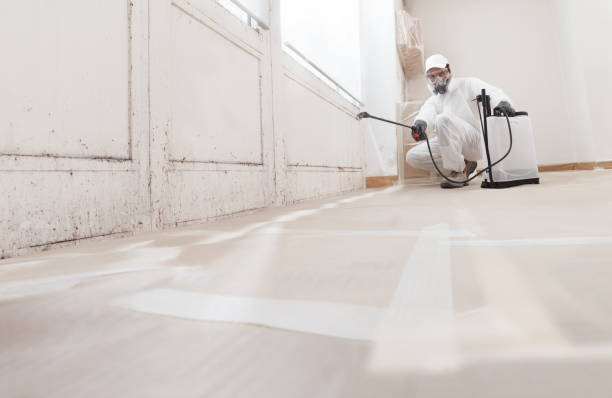 Black mold remediation team in Greenbackville
