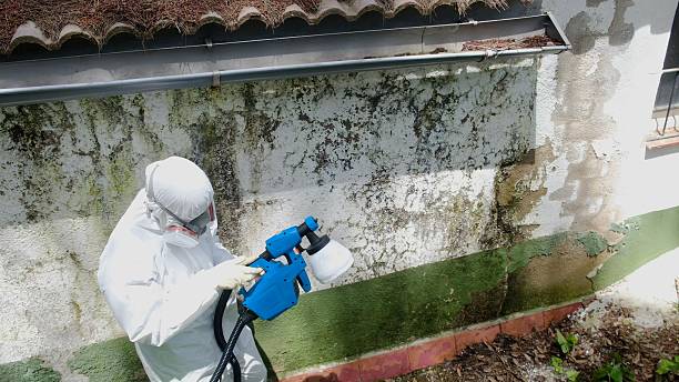 Mold Remediation service in Greenbackville, Greenbackville, VA